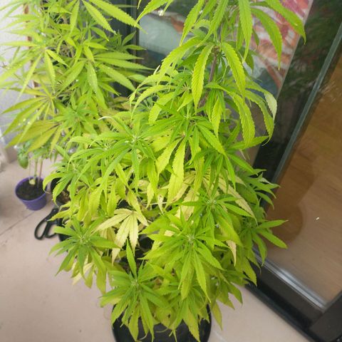 Indi growlog timeline photo