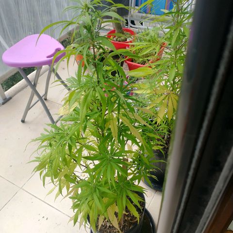 Indi growlog timeline photo