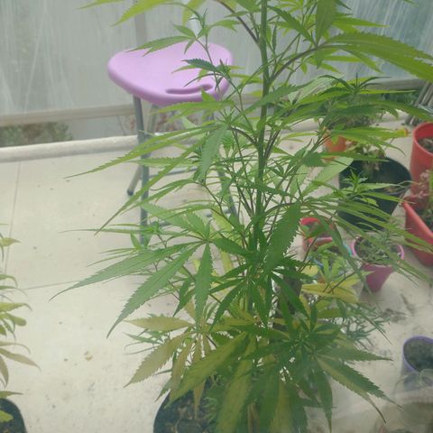 Sati growlog timeline photo