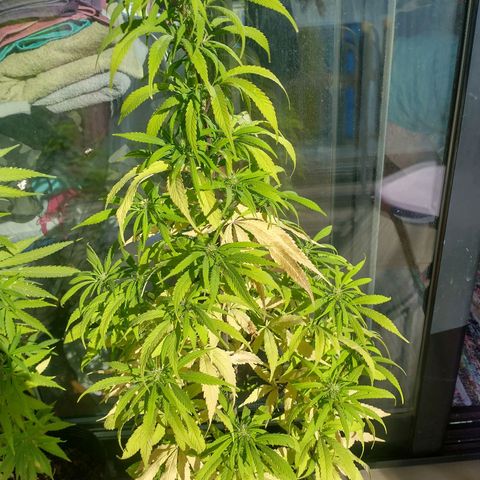 Indi growlog timeline photo