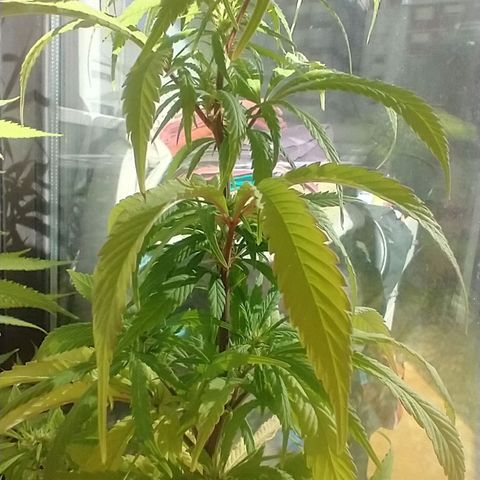 Indi growlog timeline photo