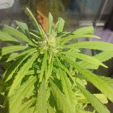 Indi growlog timeline photo
