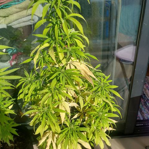 Indi growlog timeline photo