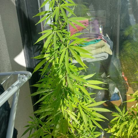 Sati growlog timeline photo