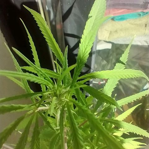 Sati growlog timeline photo