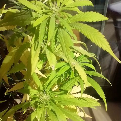 Indi growlog timeline photo