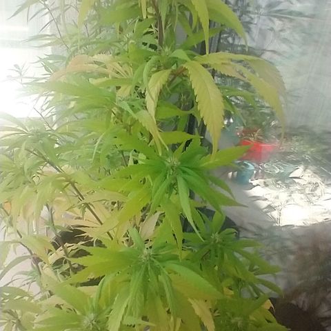 Indi growlog timeline photo