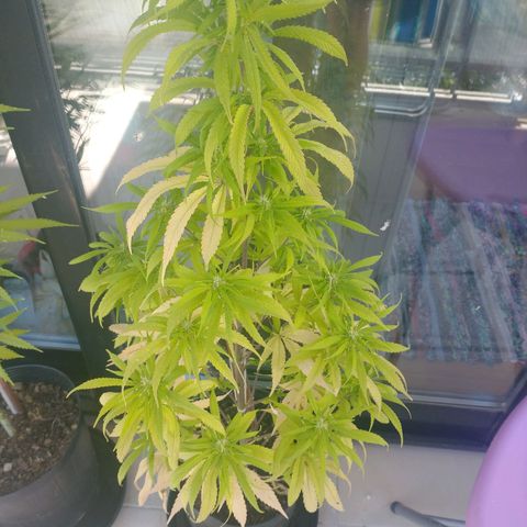 Indi growlog timeline photo