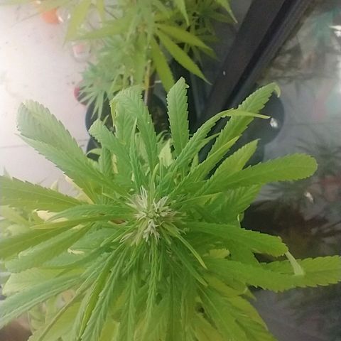 Indi growlog timeline photo