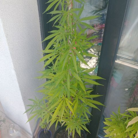 Sati growlog timeline photo