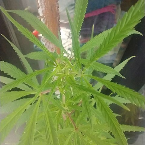 Sati growlog timeline photo