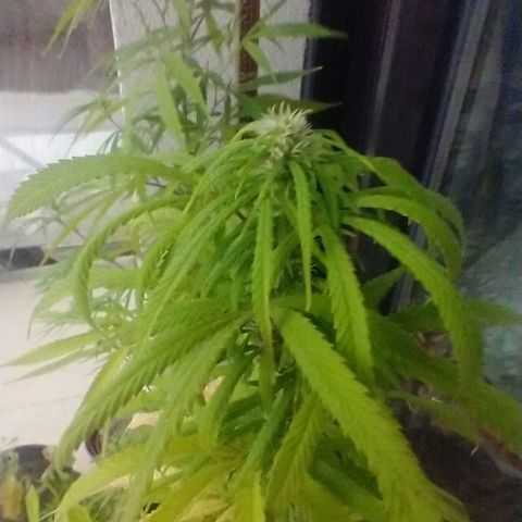 Indi growlog timeline photo