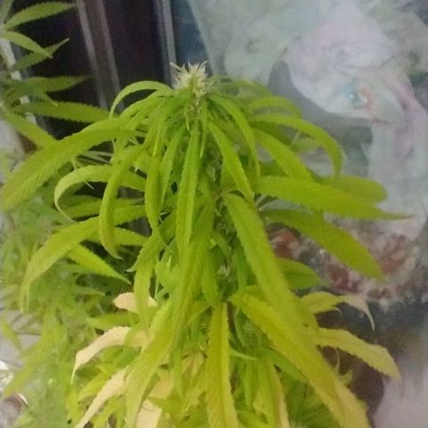 Indi growlog timeline photo