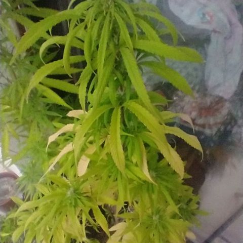 Indi growlog timeline photo