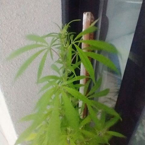 Sati growlog timeline photo
