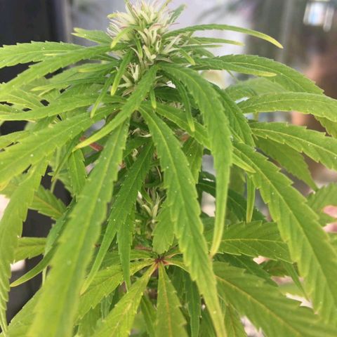 Indi growlog timeline photo