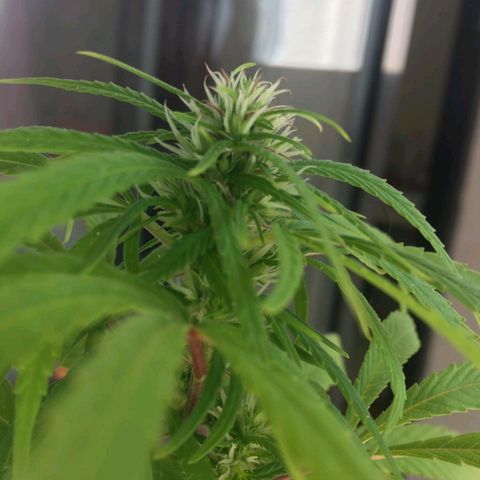 Indi growlog timeline photo