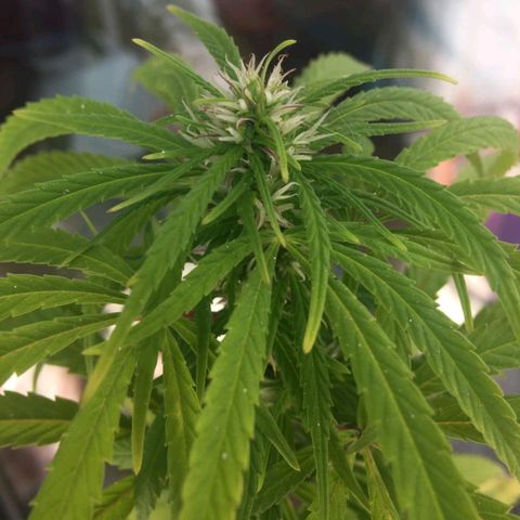 Indi growlog timeline photo