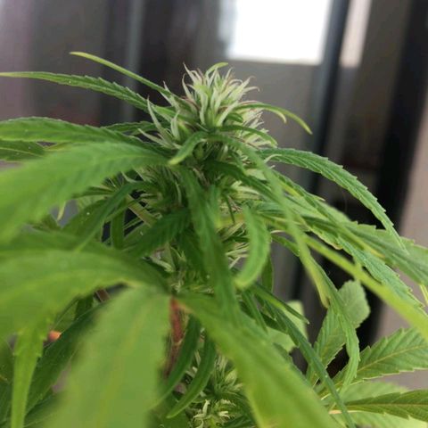 Indi growlog timeline photo