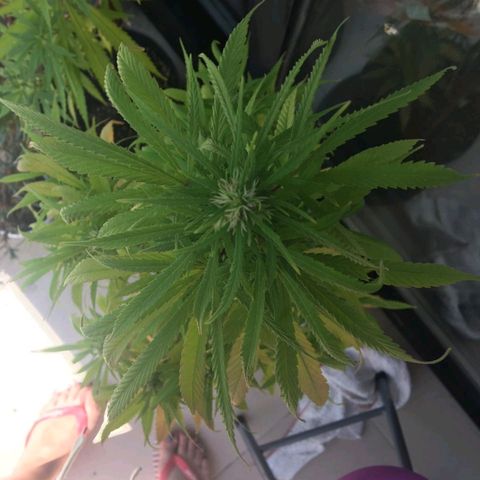 Indi growlog timeline photo