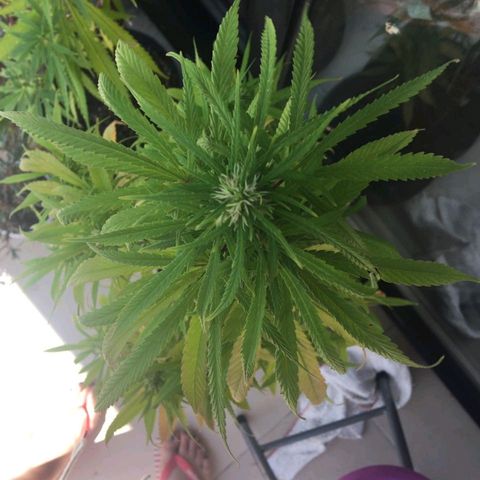 Indi growlog timeline photo