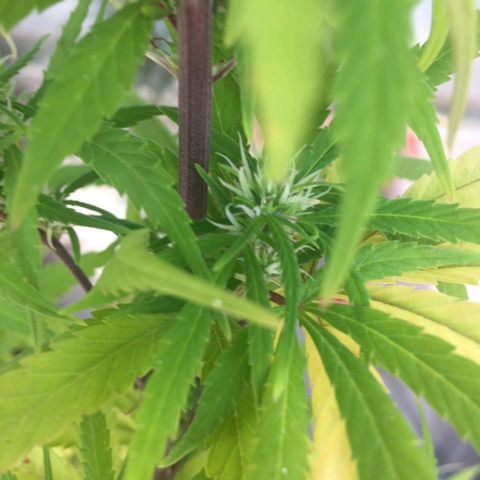 Indi growlog timeline photo