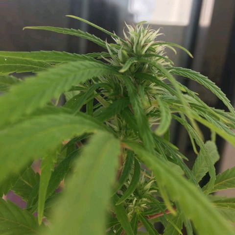 Indi growlog timeline photo