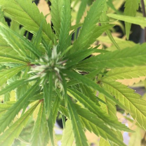 Indi growlog timeline photo