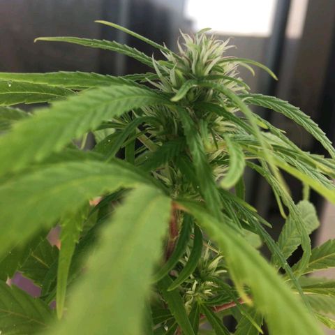 Indi growlog timeline photo