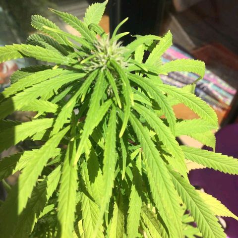 Indi growlog timeline photo