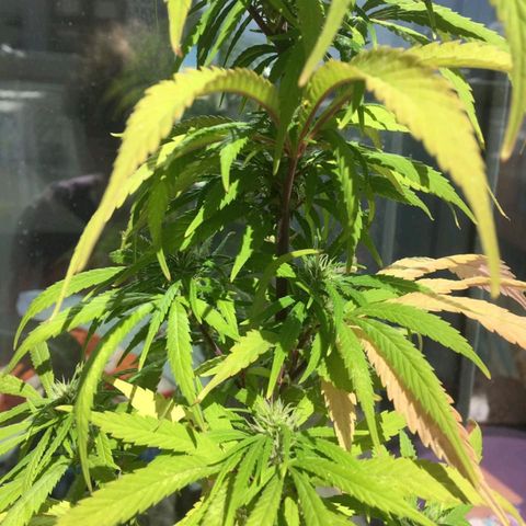 Indi growlog timeline photo