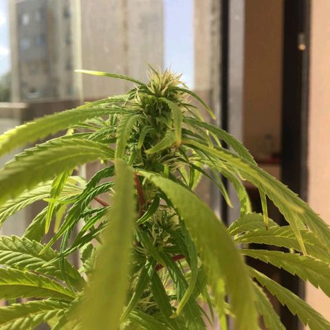 Indi growlog timeline photo