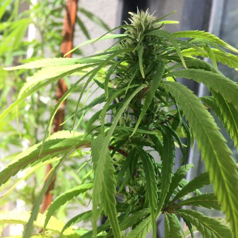 Indi growlog timeline photo