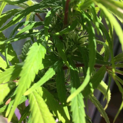 Indi growlog timeline photo