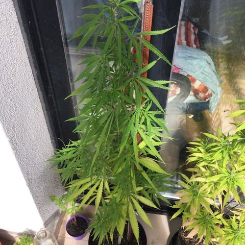Sati growlog timeline photo
