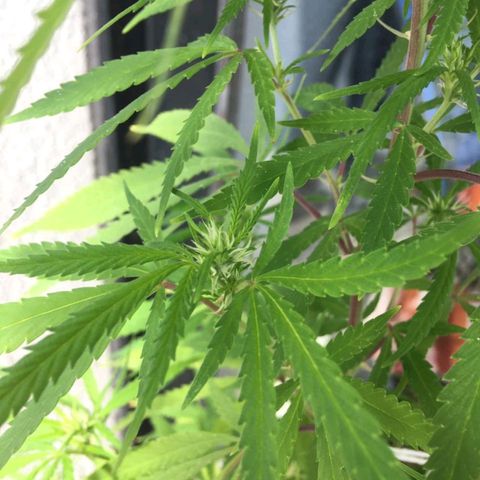 Sati growlog timeline photo