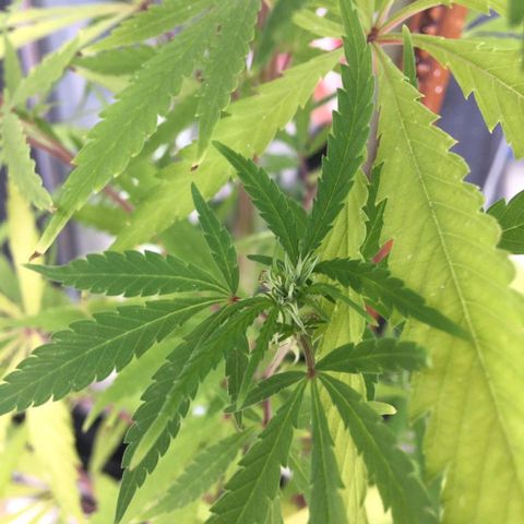 Sati growlog timeline photo