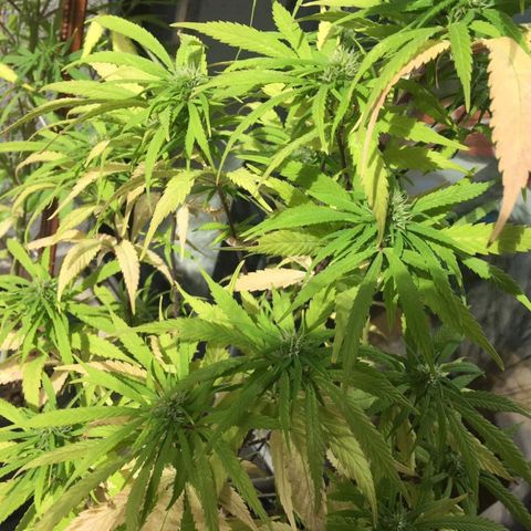 Indi growlog timeline photo