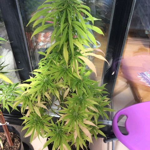 Indi growlog timeline photo