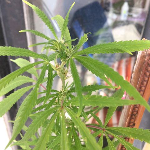 Sati growlog timeline photo