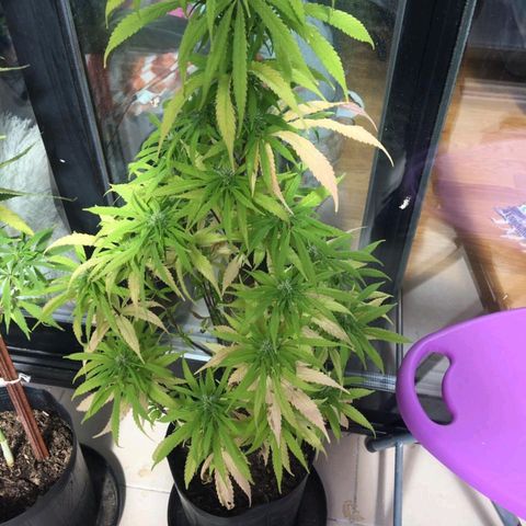 Indi growlog timeline photo