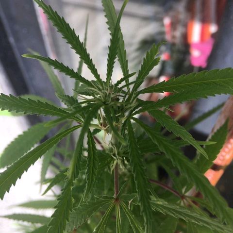Sati growlog timeline photo