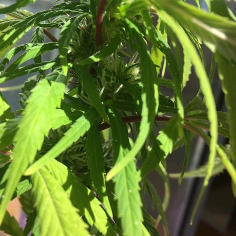 Indi growlog timeline photo