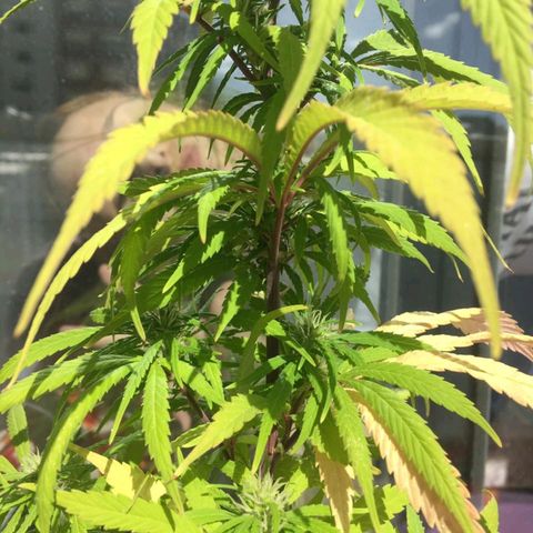 Indi growlog timeline photo