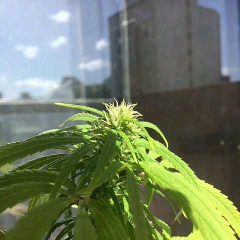 Indi growlog timeline photo