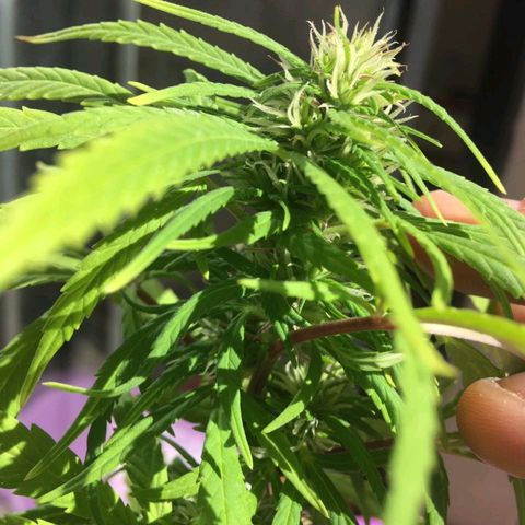 Indi growlog timeline photo