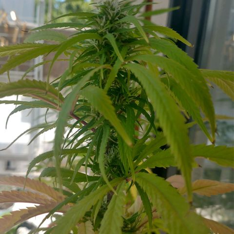 Indi growlog timeline photo
