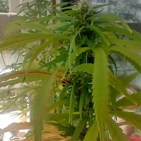 Indi growlog timeline photo