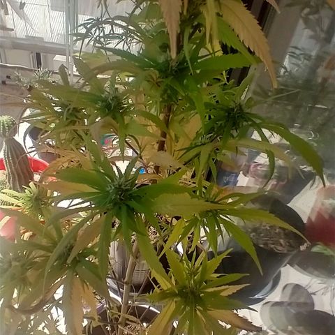 Indi growlog timeline photo
