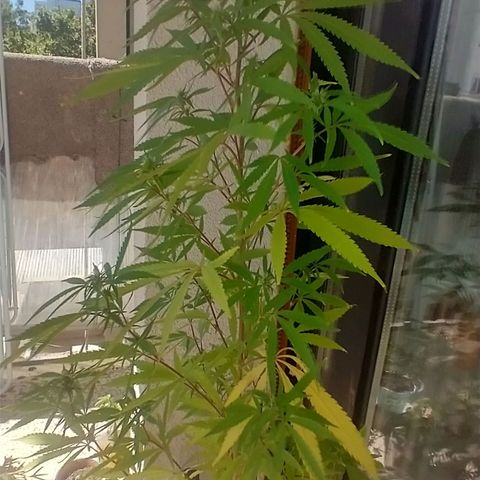 Sati growlog timeline photo